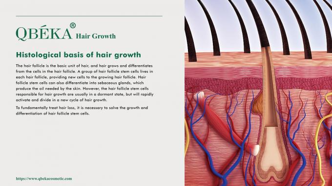80 ml al giorno di GMPC Trattamento standard per la perdita di capelli maschile eccessiva e il ritiro della linea dei capelli 1
